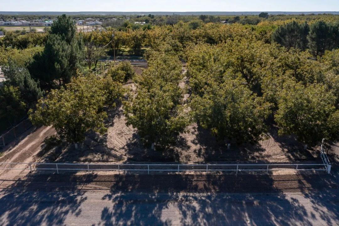 Las Cruces, NM Land for Sale with Pecan Trees, Interstate Access & EBID Irrigation Rights