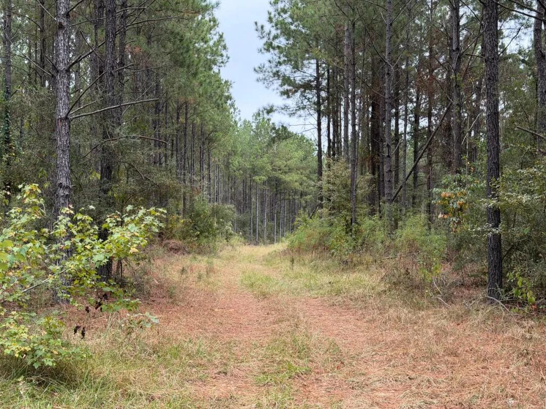 Hwy 126 Dodson Tract, Winn Parish, 40 Acres +/-