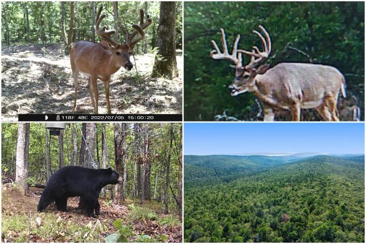 237 Acre Recreational Hunting Tract with Private Deeded Access
