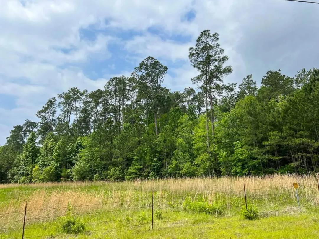 47 Acres | Elise Gore Lane | C-5 | Silsbee Stake