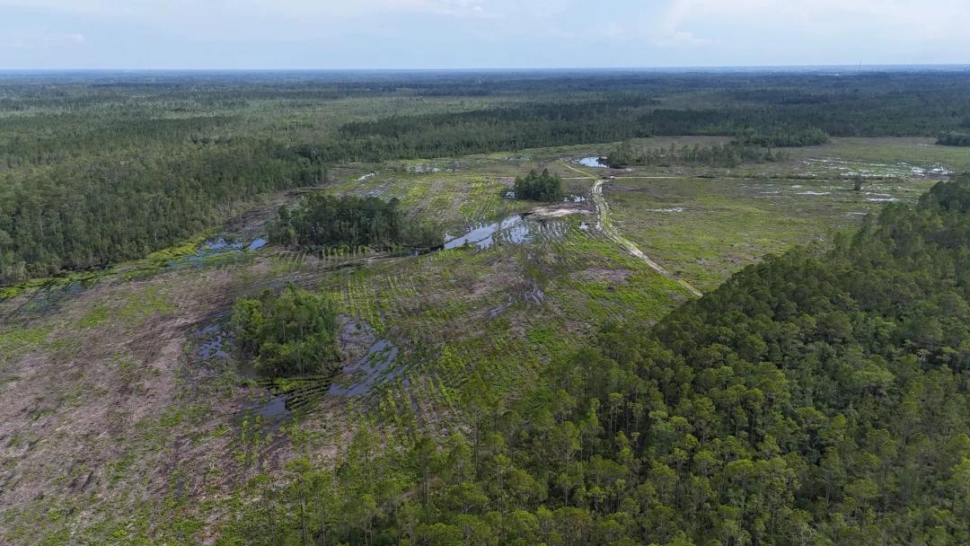 200-Acre Recreational Timberland – Brantley County, GA