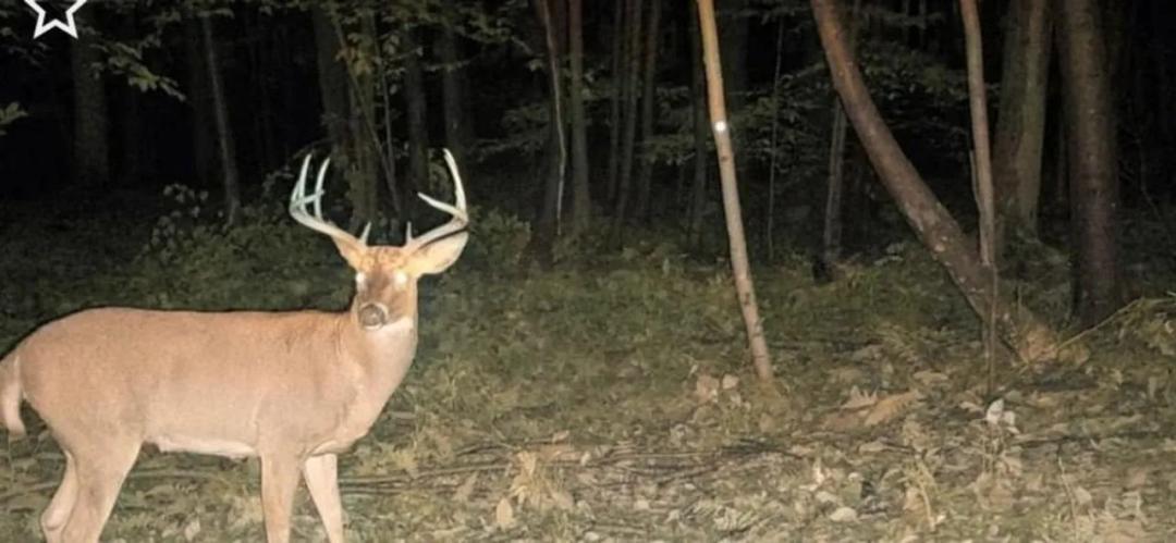 Versatile Multi-Use Recreational Property Featuring Great Hunting, Tillable Acreage, and Prime Build Potential