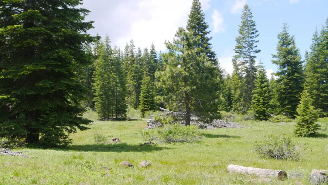 Pristine Forest Land - Borders Government Land - Trees Meadows Seclusion