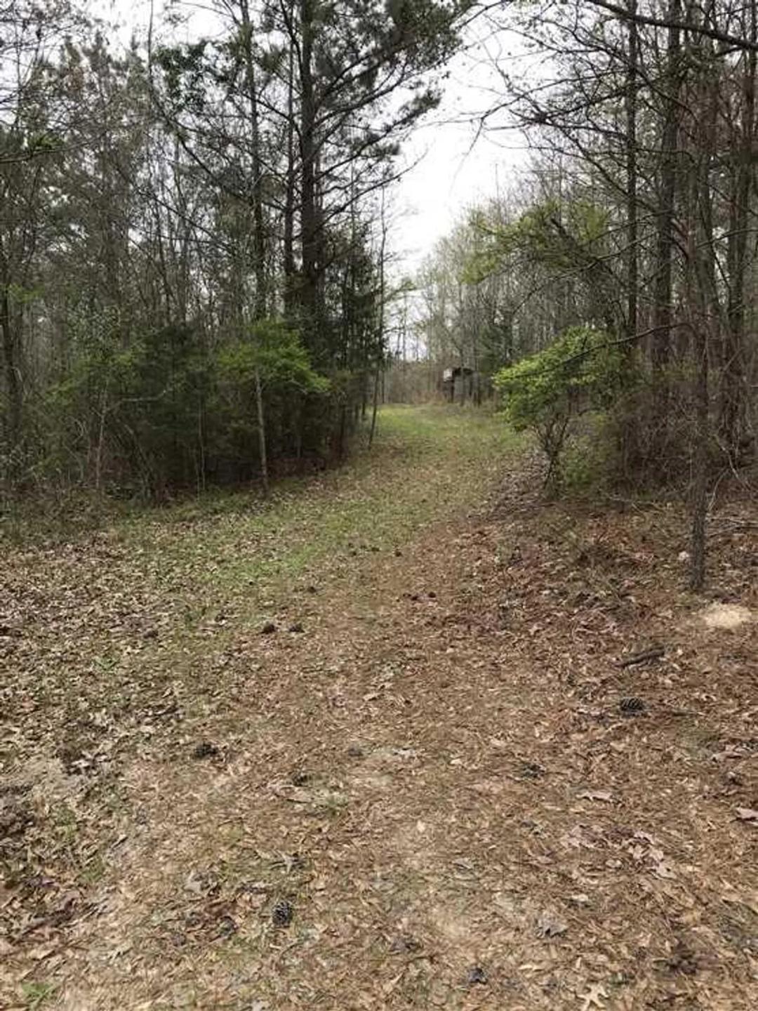 115 +/- Acres of prime hunting land in Rankin County, MS
