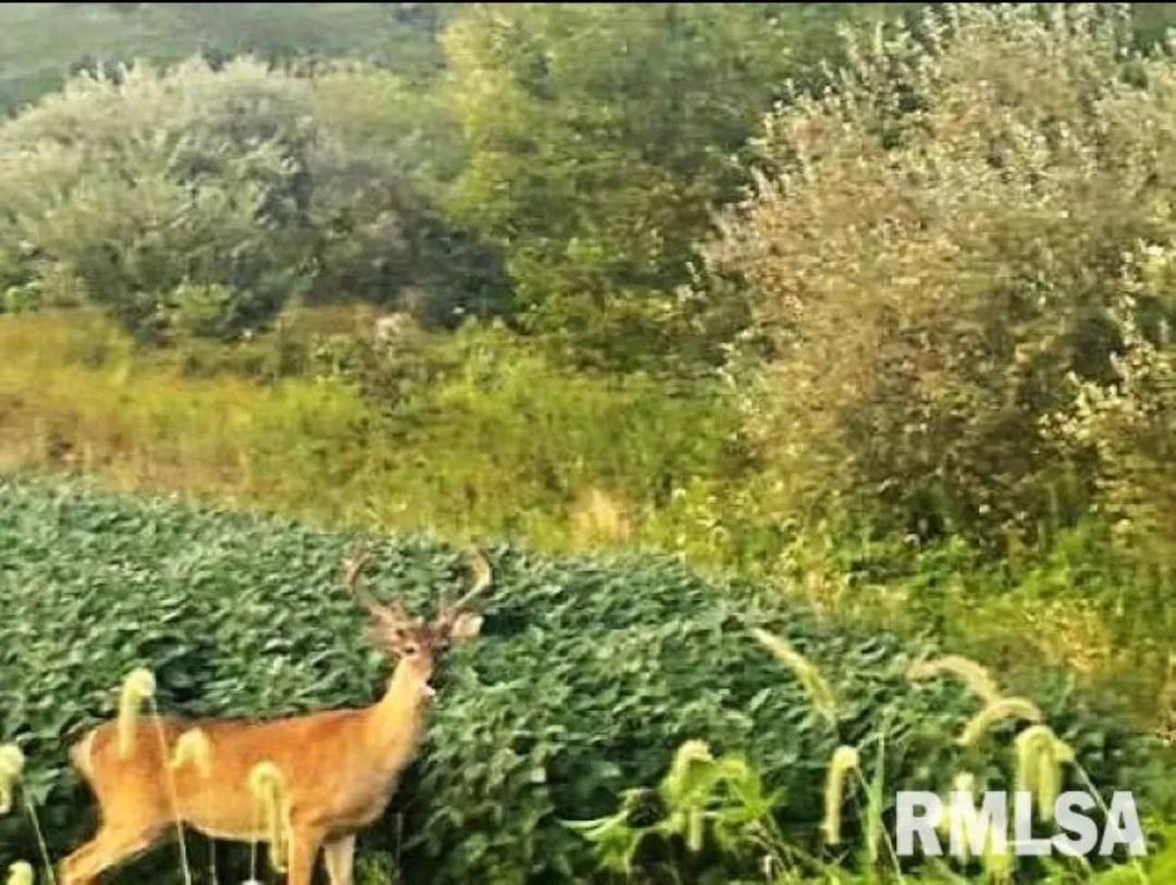 40 acre parcel perfect for Hunting in Southern Illinois