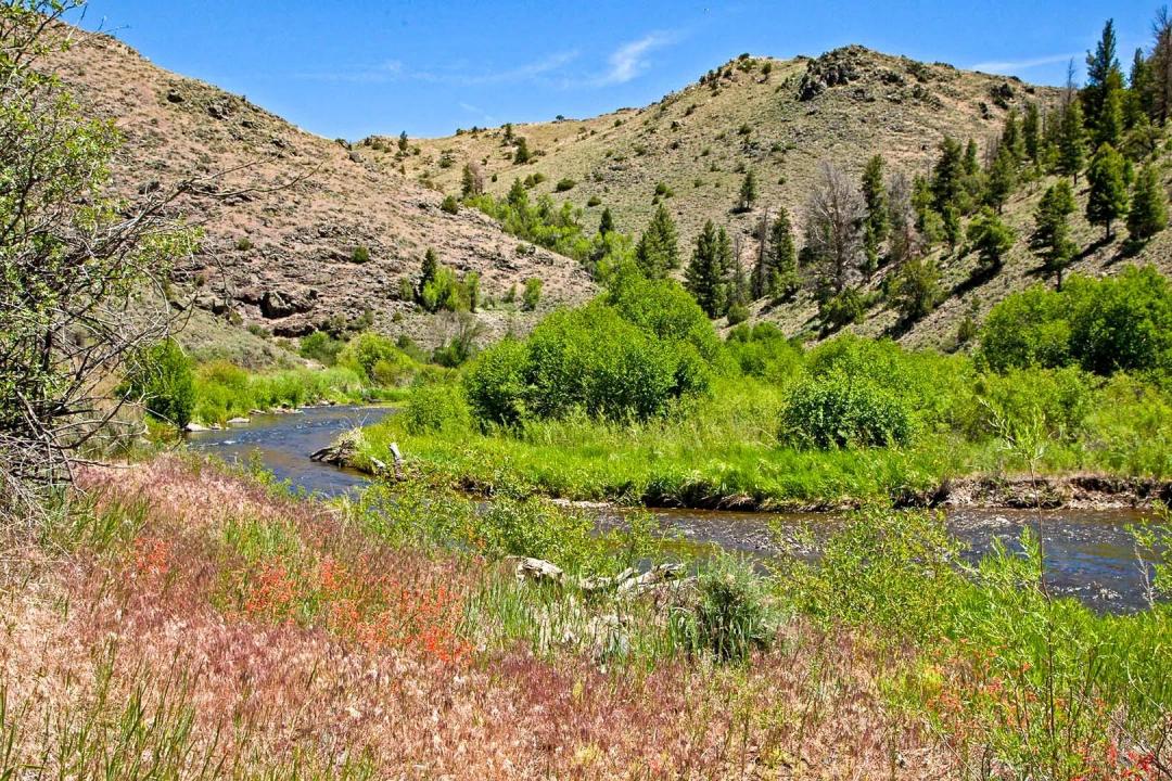 Brown Trout Ranch