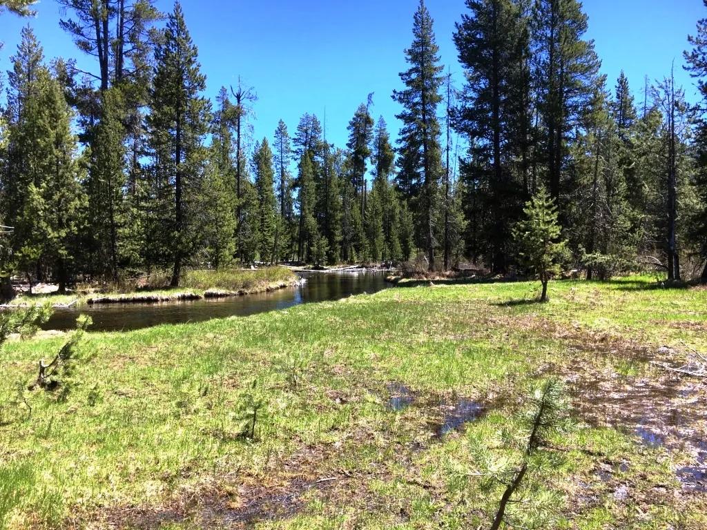 Pristine forest land with Crescent Creek - Trees - Meadows