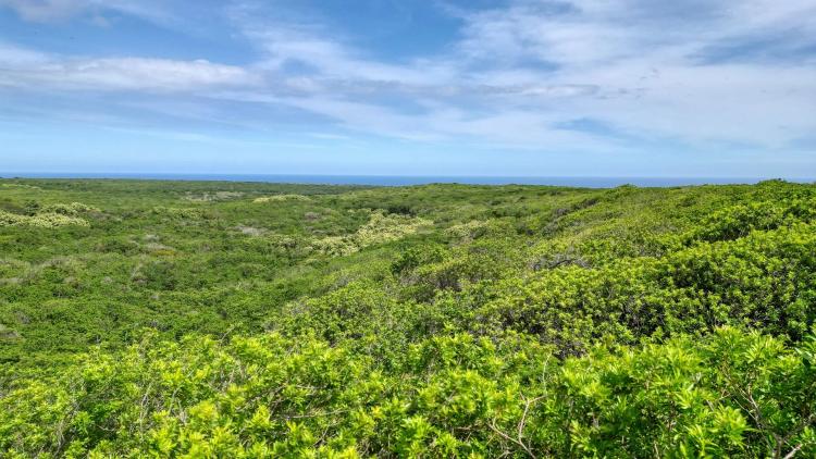 Land with Ocean Views for Sale in Naalehu, HI