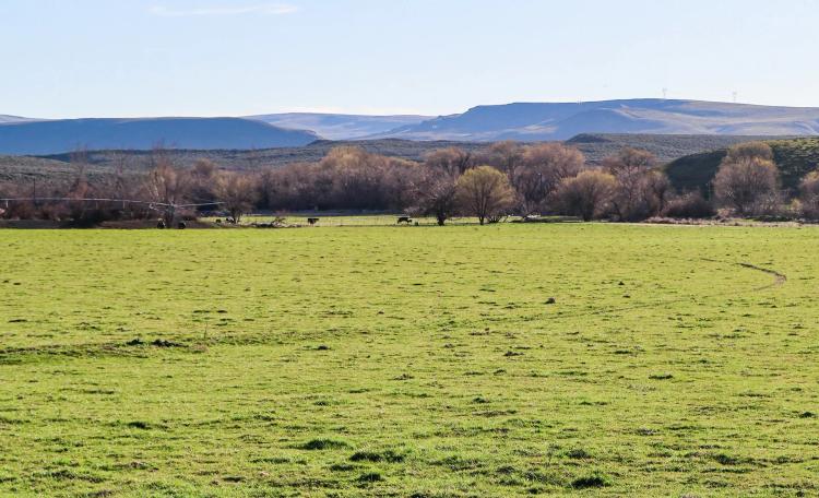 Adrian Cattle Ranch