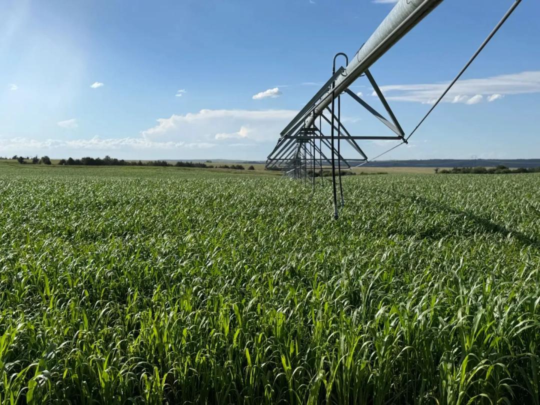 Holscher Pivot Auction