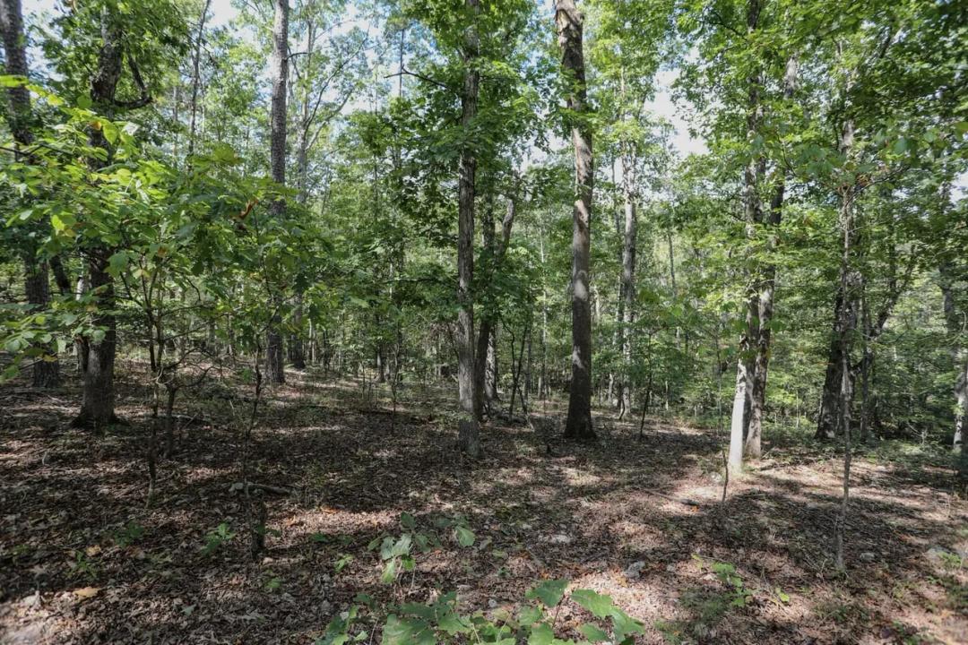 Timberland and recreational hunting ground for sale in Wayne County, MO