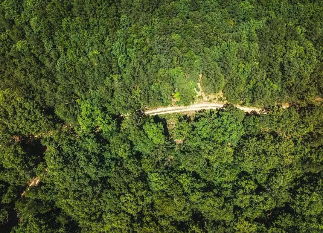 Land & Timber 60