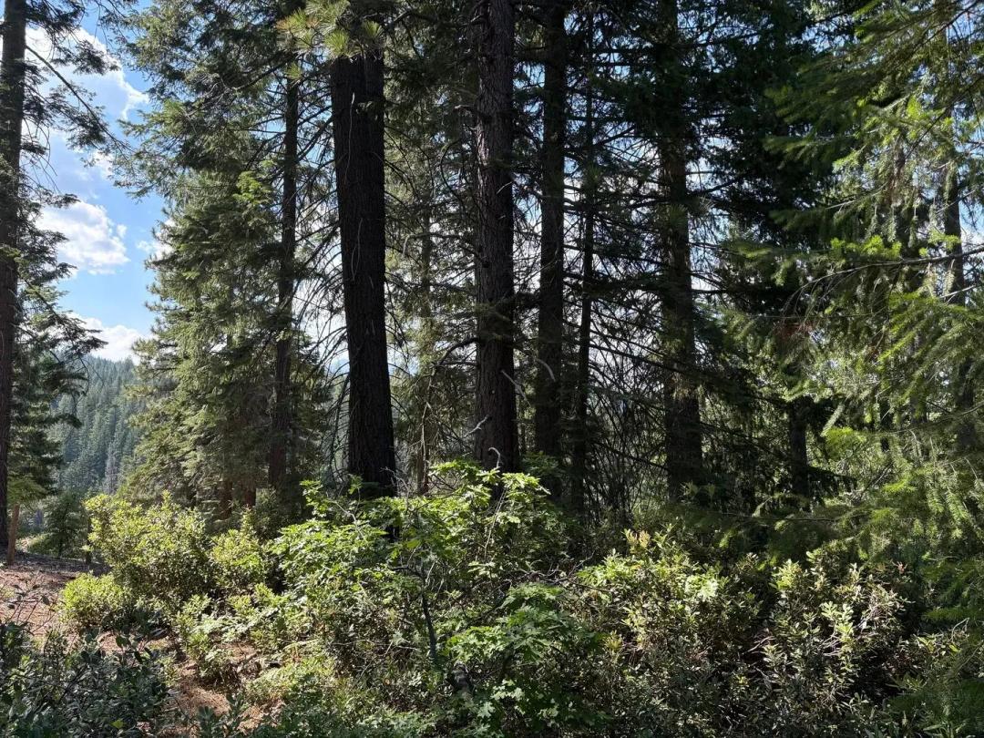 40 Acres Siskiyou (410)