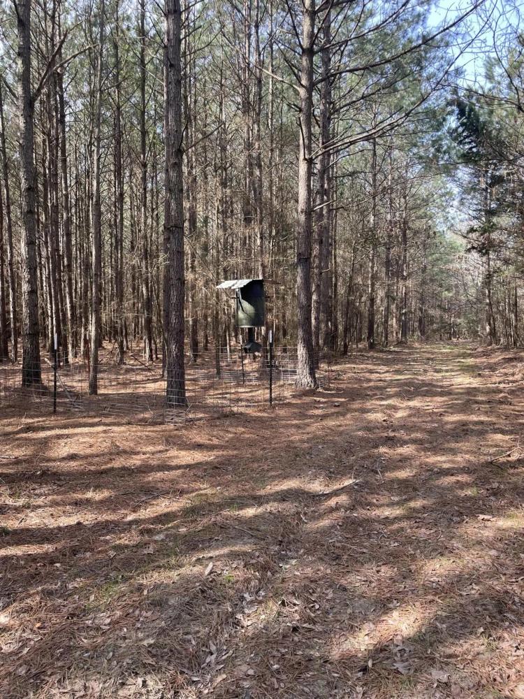 Falcon Timber Tract 80, Lafayette County AR, 80 Acres +/-