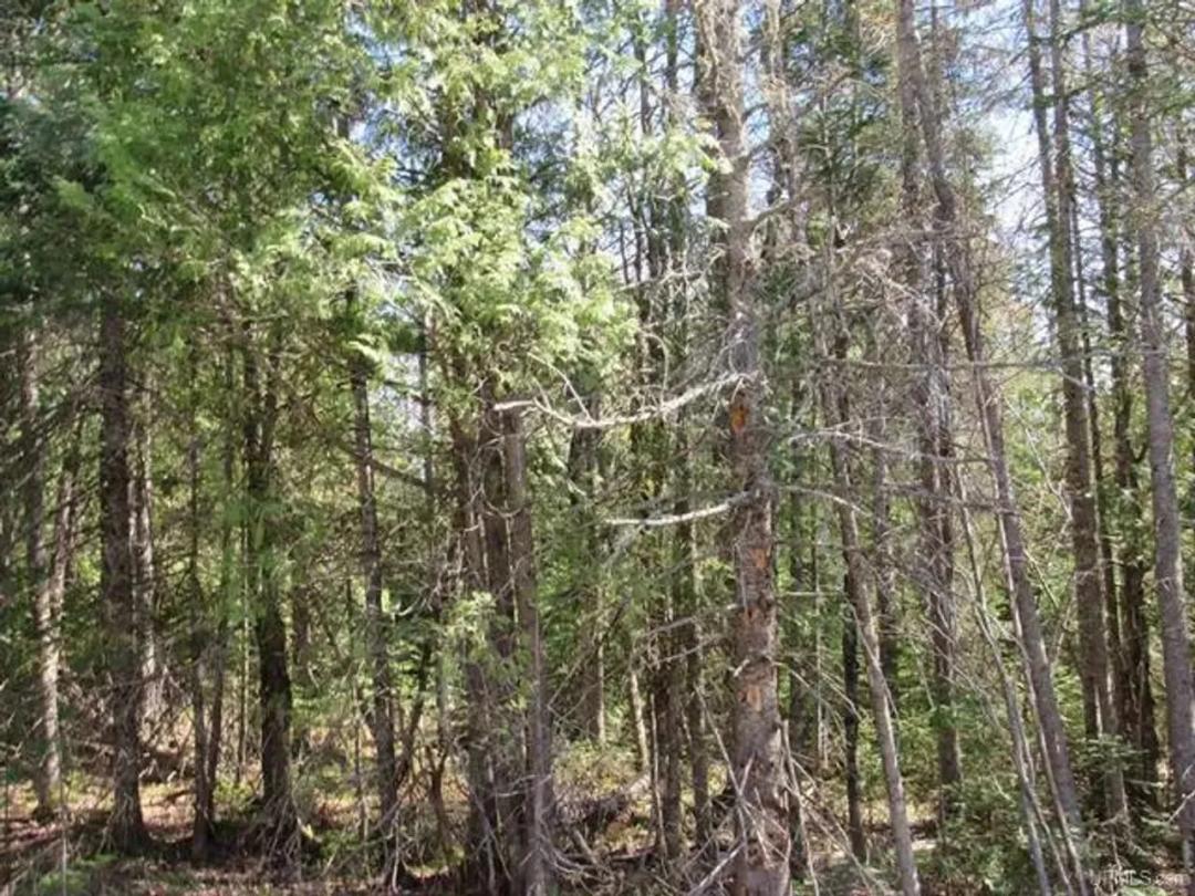 Recreational 6 Acre Parcel 50143060