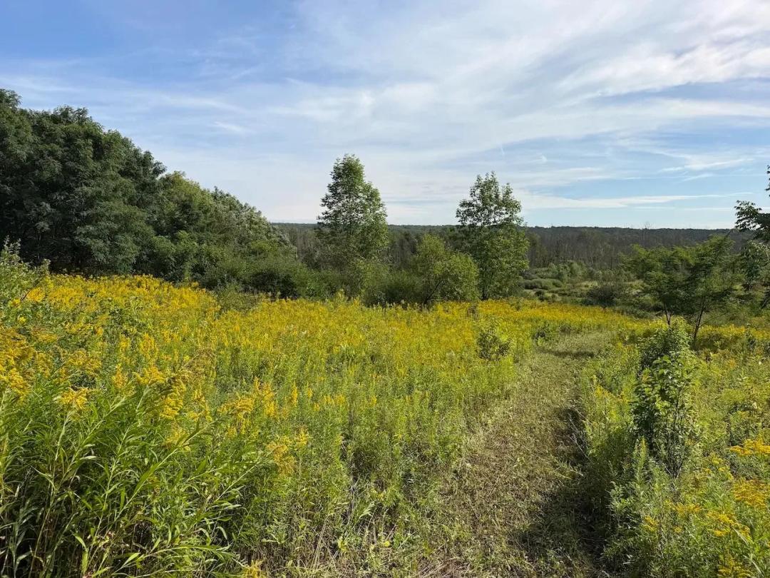 13.22 acres Hunting Land and Building Site in South Dayton NY Dye Road