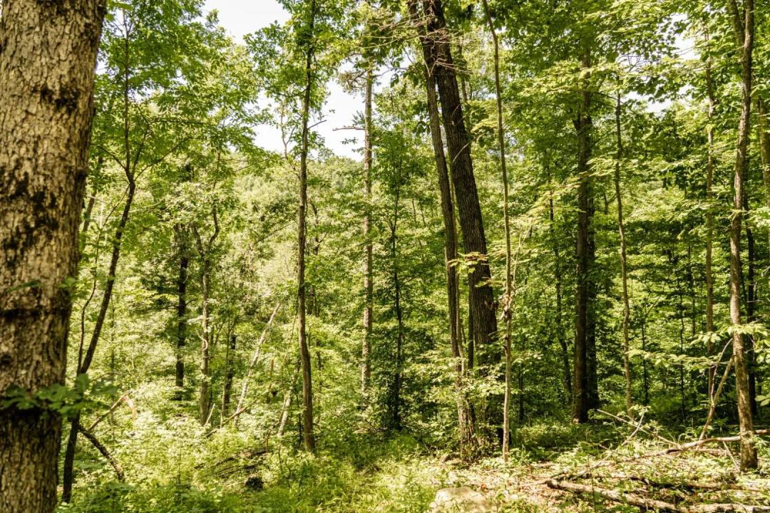 222 Acres in Rowan County, KY