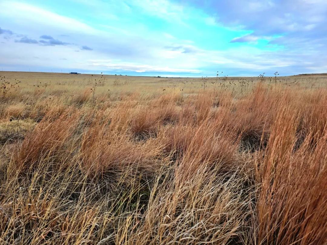 Small Parcel of CRP with Potential Building Site