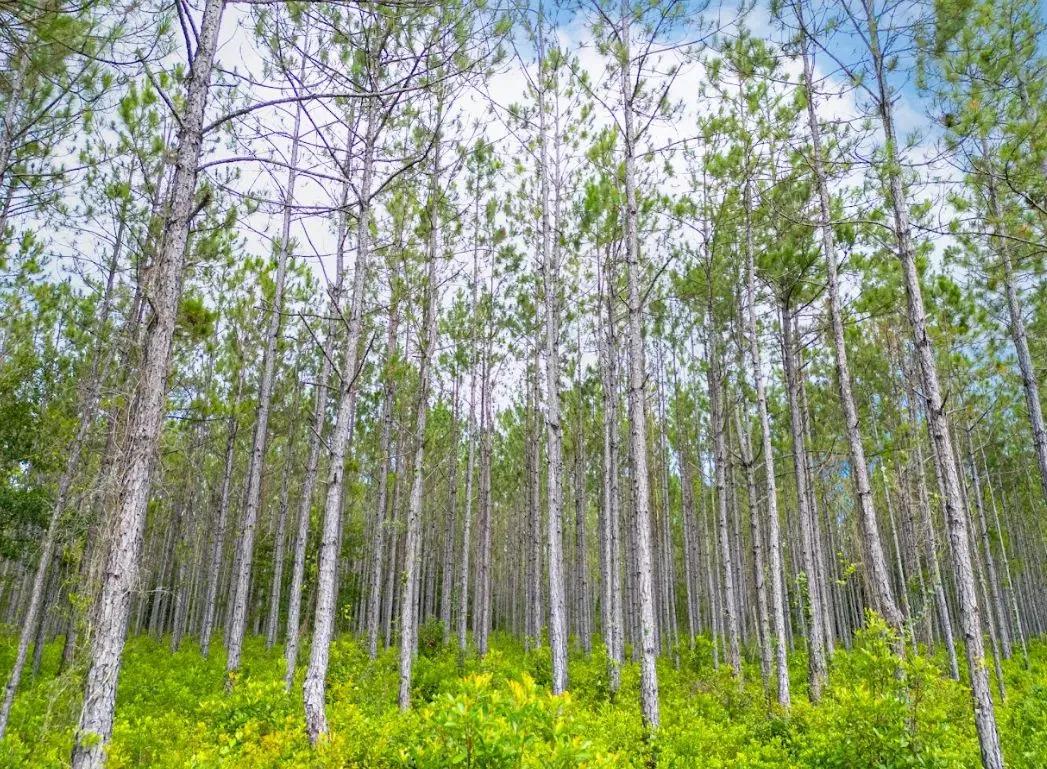 Creekside Woods - 304 +/- Acres in Nassau County, Florida