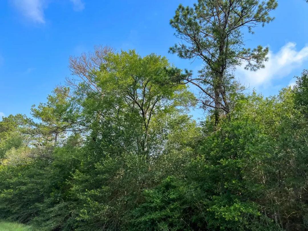 183 Acres | FM 2989 | T-271004-2