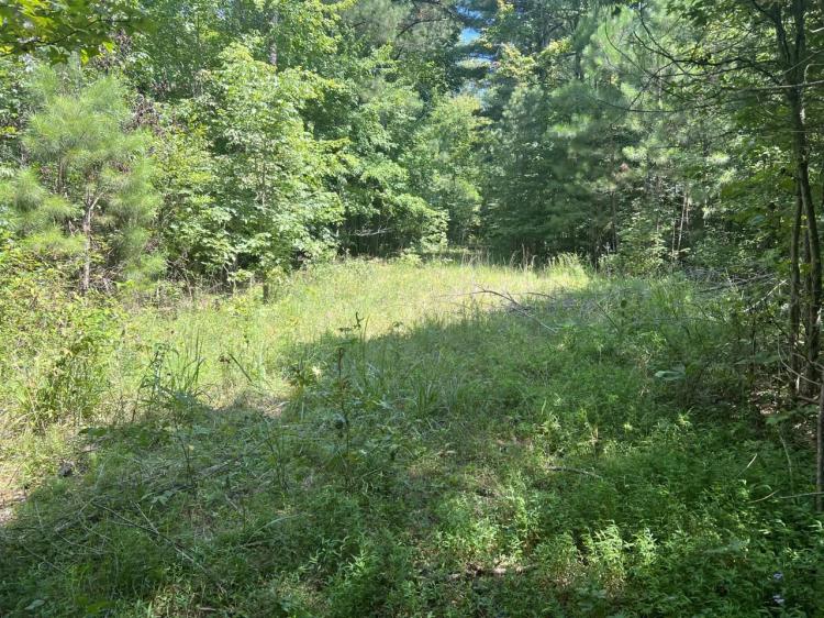 159 Acres of Hunting Land for Sale
