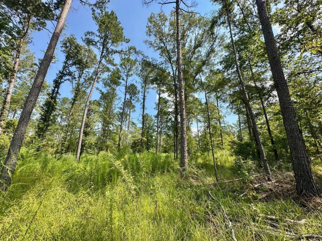 185.00 Acres at 1 Prentiss Crump Road