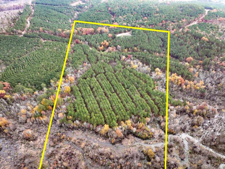 17 Acres | County Road 1651 | T-2