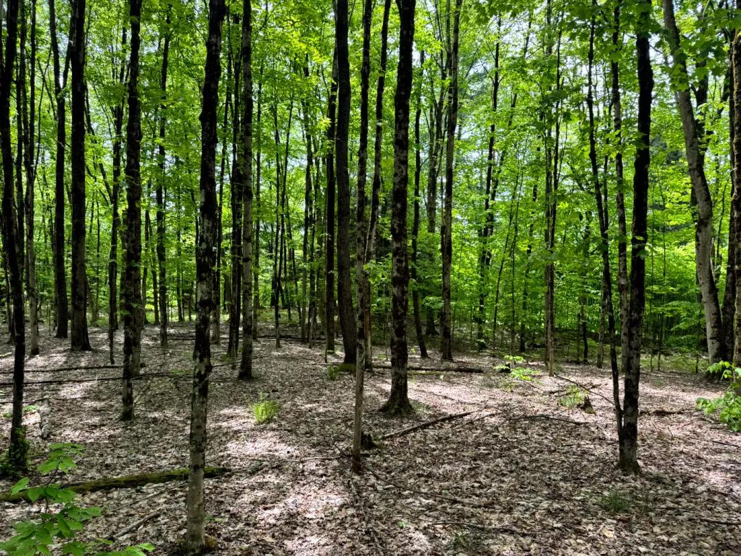 Hunting Land or Country Home Site Near Oneida Lake