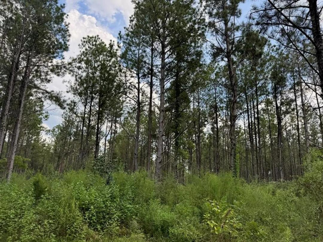 120 Acre Hunter's Paradise in South MS for Sale