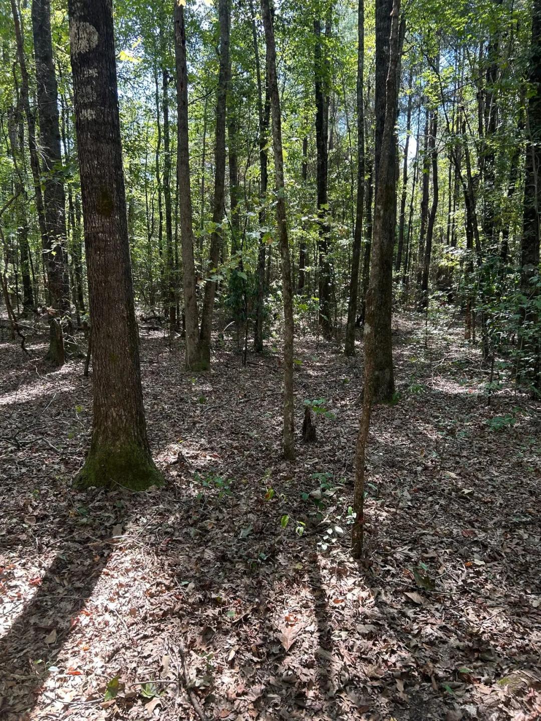 +/- 100 acres - Sulligent Alabama -Crews Tract