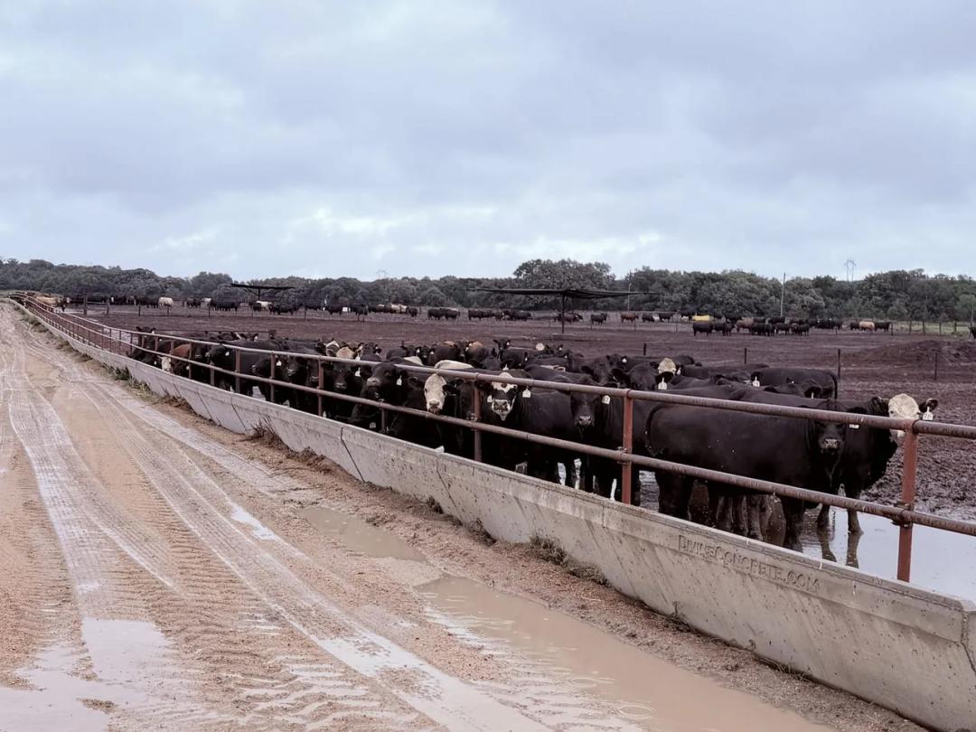 Organic Irrigated Farm, 900-Head Feedlot & Premier Verdigre Creek Hunting Property.