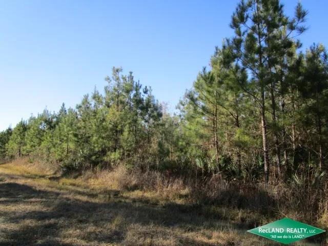 592.6 ac - Timberland & Hunting Tract - PENDING