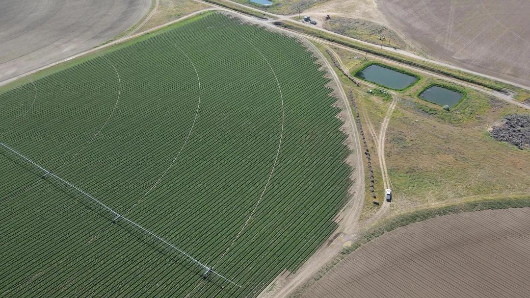 Preston Organic Irrigated Farm