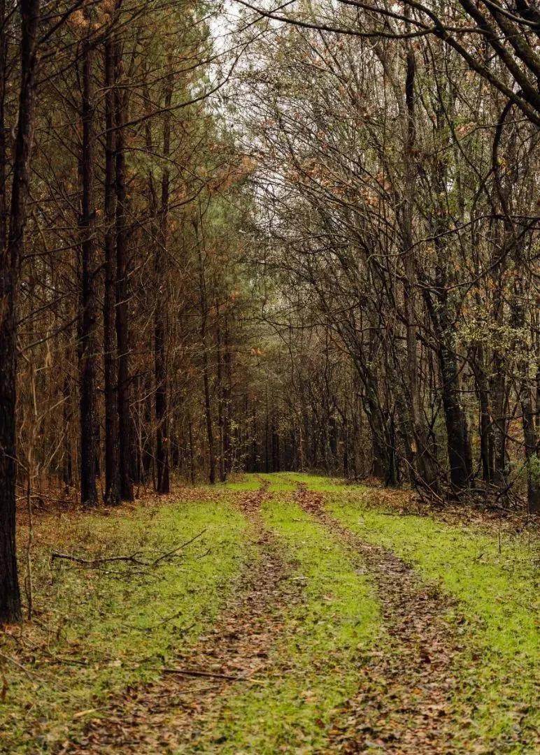 175.66 Acres in Yazoo County, MS