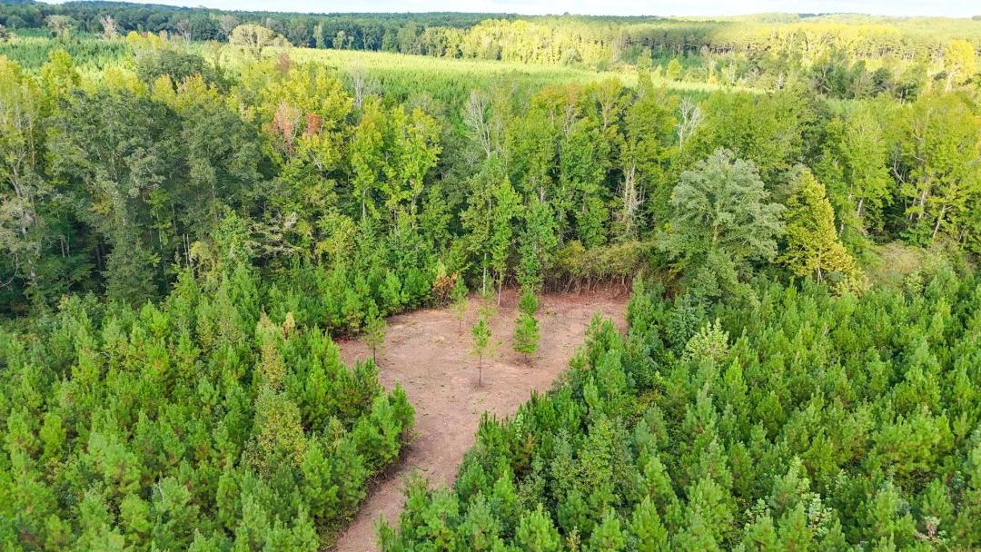 5 Acres in Chambers County – Private Homesite with Stream & Hardwoods