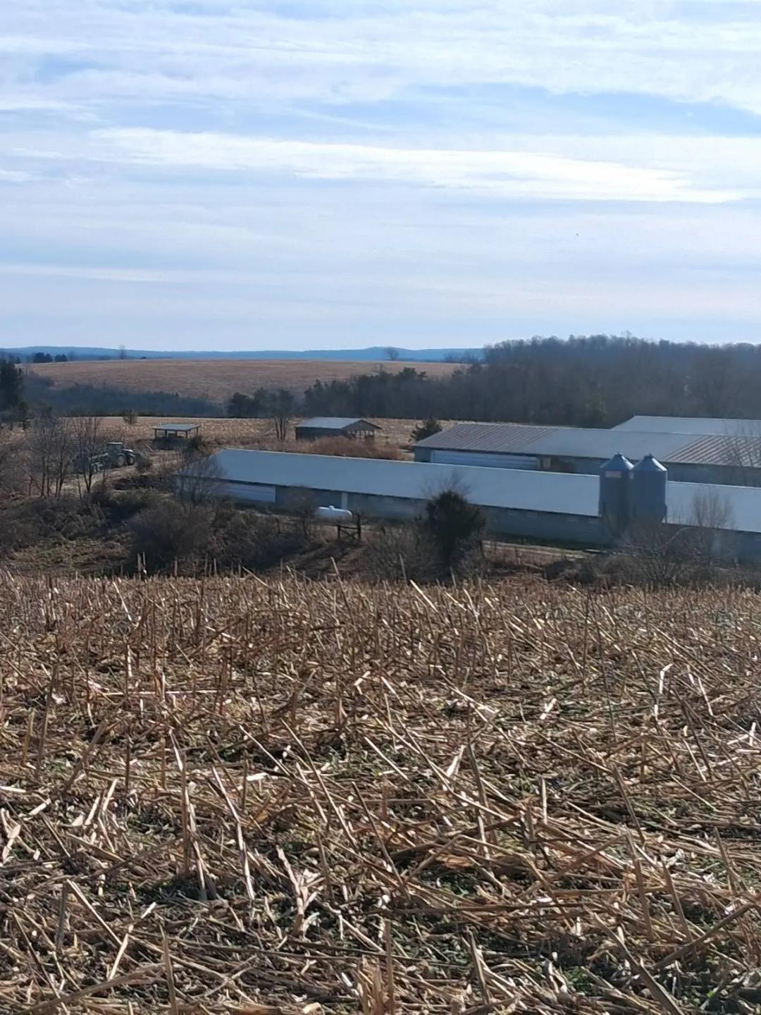Turnkey Poultry Farm for Sale - 3 House Operation + Residence on