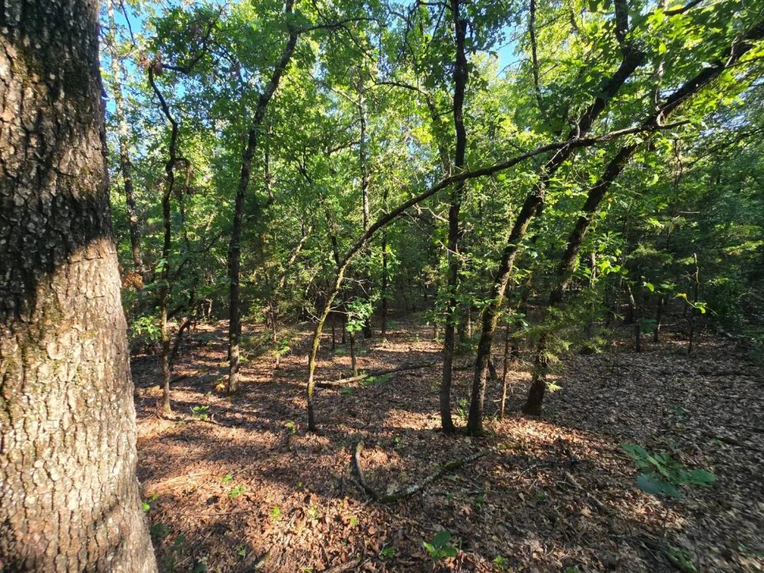 BUZZARD GAP MOUNTAIN RETREAT
