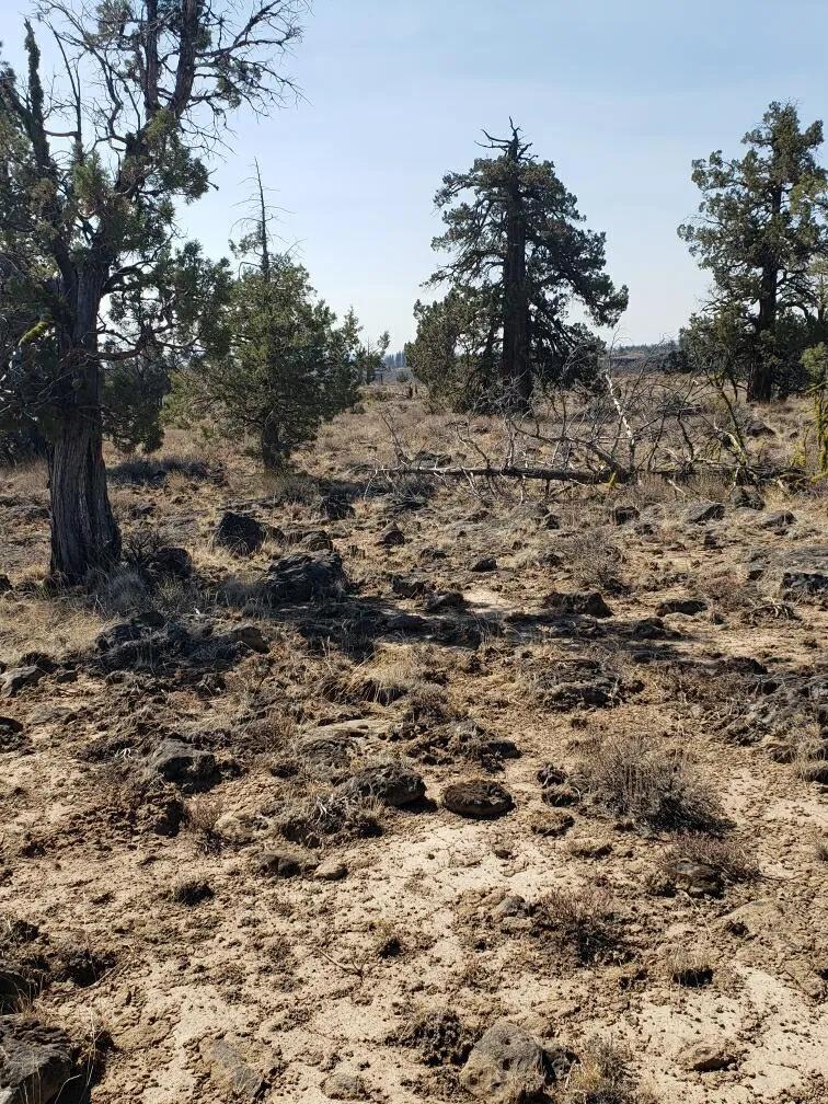 On Mesa * Remote * 2 adjoining Lots in Oregon Pines