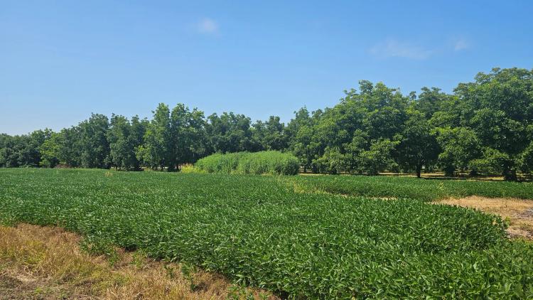13.32 Acres in Bolivar County, MS