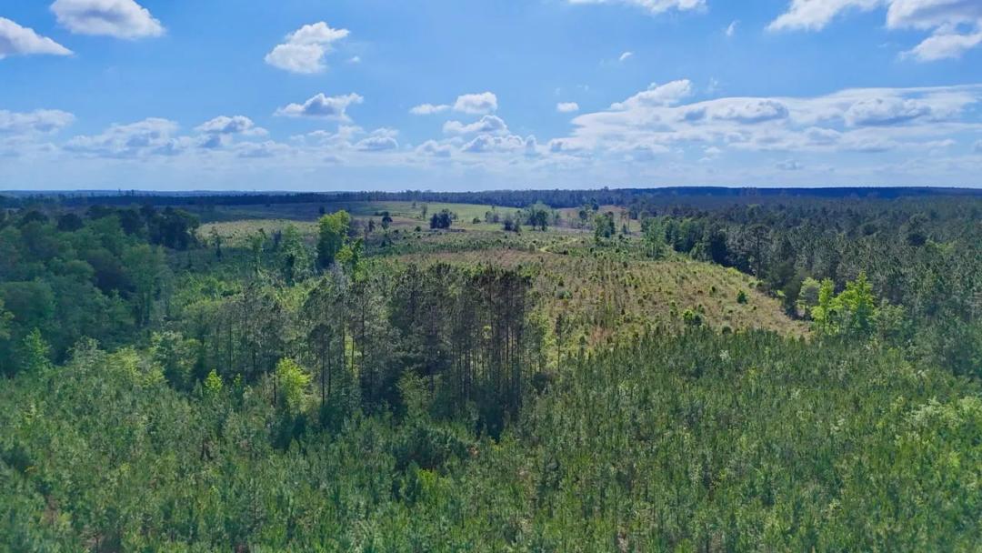 105 Acres on Oscar Tippins Rd, Appling County, GA