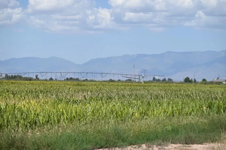 200+/- Acres Pivot Irrigation- Dearing Farm - Willcox AZ
