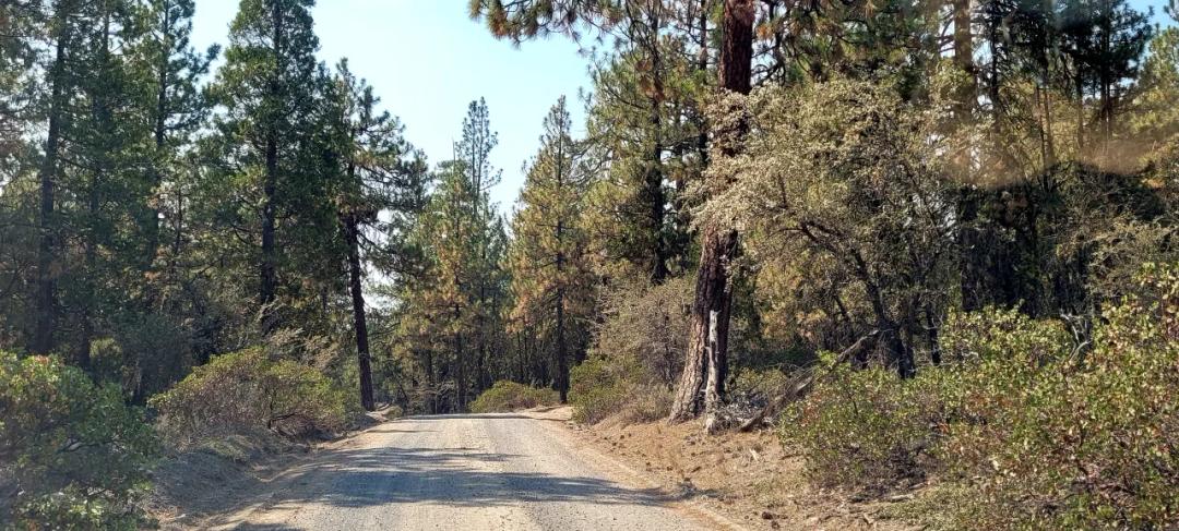 Spacious Treed Parcel - Southerly facing - 5+ acres