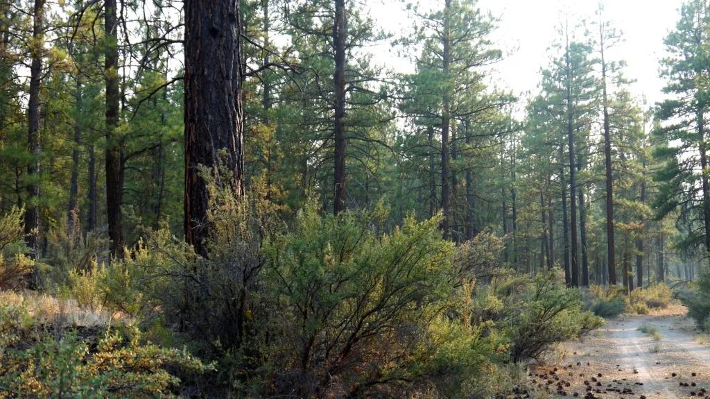 Pristine Forest land - Heavily treed - Park like settings - 2 adjoining parcels - 40 total acres
