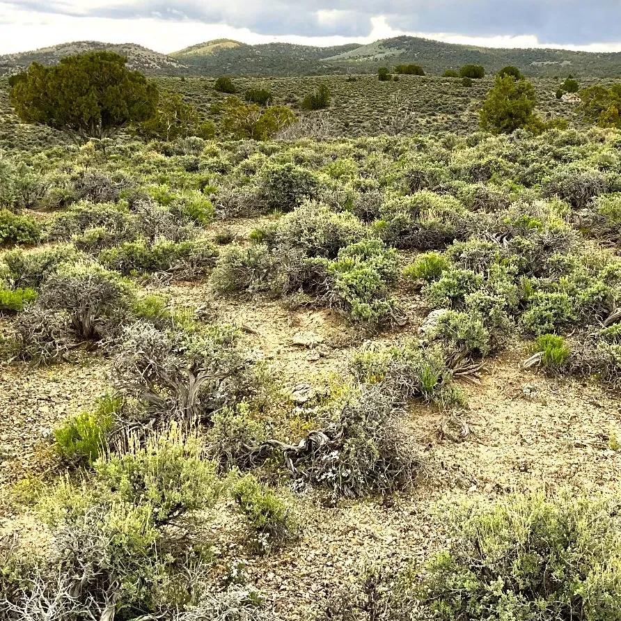 Weekend Warrior needed for Elko County Mountain Property for This 10 Acres