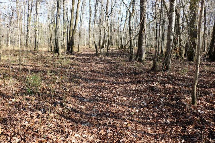 Clay County - 100 Acre Hardwood Hunting Tract