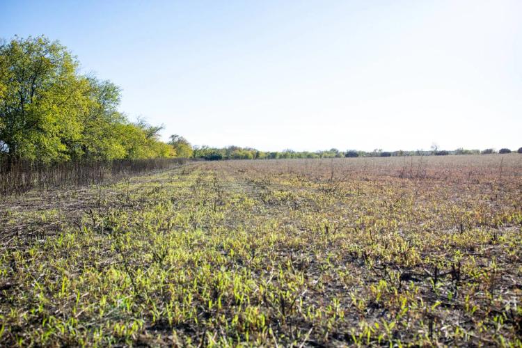 41.00 Acres at 973 CR 404
