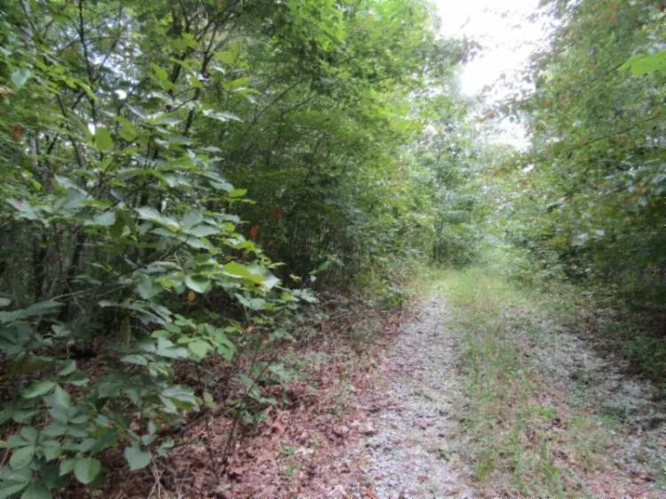 5+ Ac Totally Wooded, Mtn Views, Secluded, Close Lake