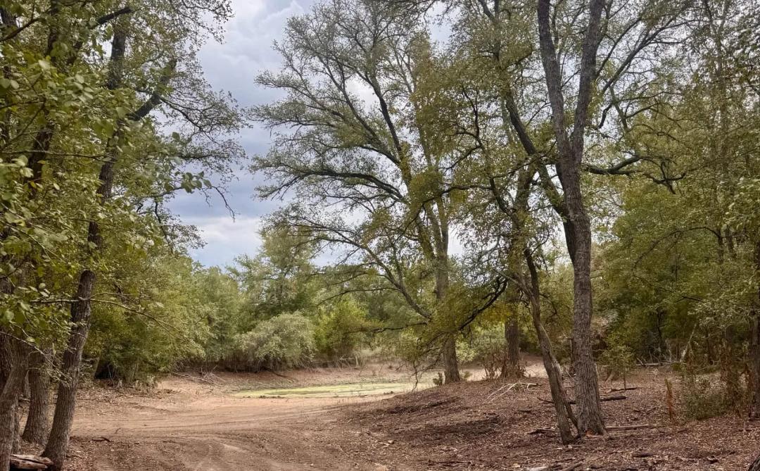 BIG TREES -- GOOD DIRT -- GREAT LOCATION