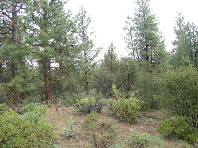Forested Southern Oregon Property * Residential lot