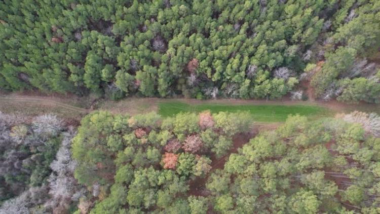 Hunting Land for Sale in Amite County